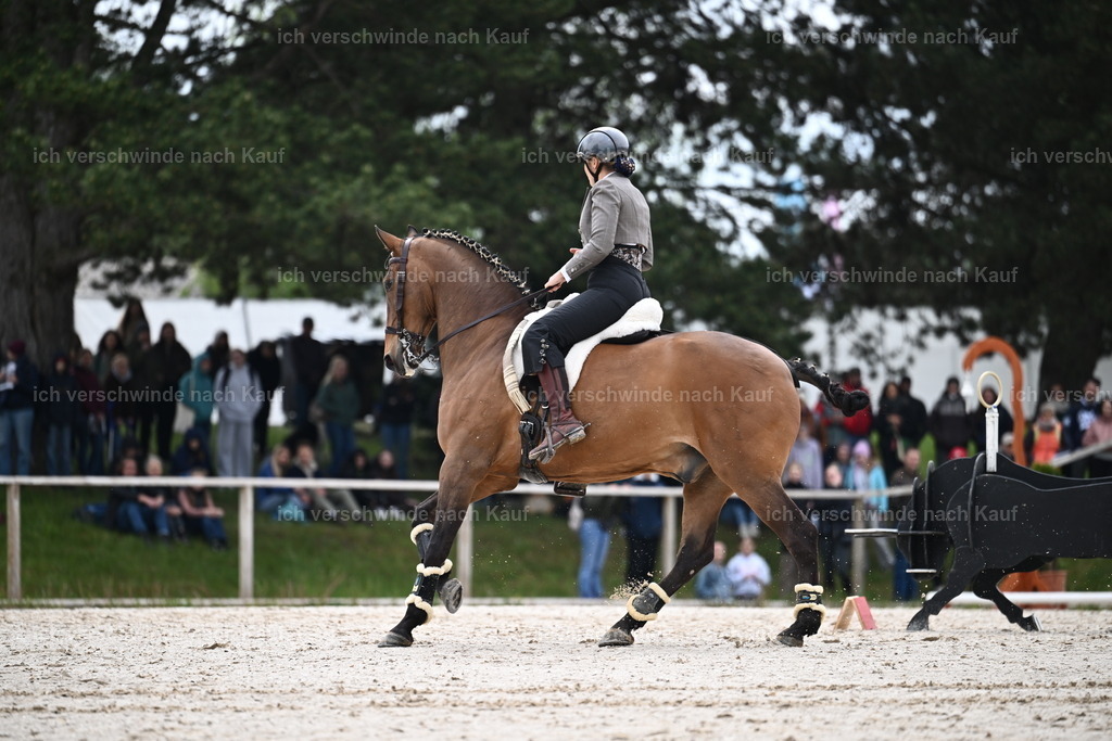 PI26_SP_Sara_Landvogt_226_4389.JPG | working equitationturnier fotograf videograf stoibphotography marixx film working equitation deutschland reitsport turnierfotografie eventfotografie equestrian events