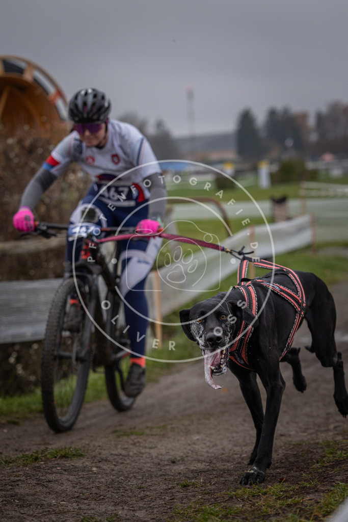 CaniXpix_0L8A1597 | Hundefotografie, Tierfotograf, Pfotenfotografie, Fotoshooting Hund, Hunde Portrait, Hundesport, Hundeportraits, Heideshooting, Hunde, Sportfotograf, Hundefotograf, Turnierhundsport, THS,  - Realisiert mit Pictrs.com