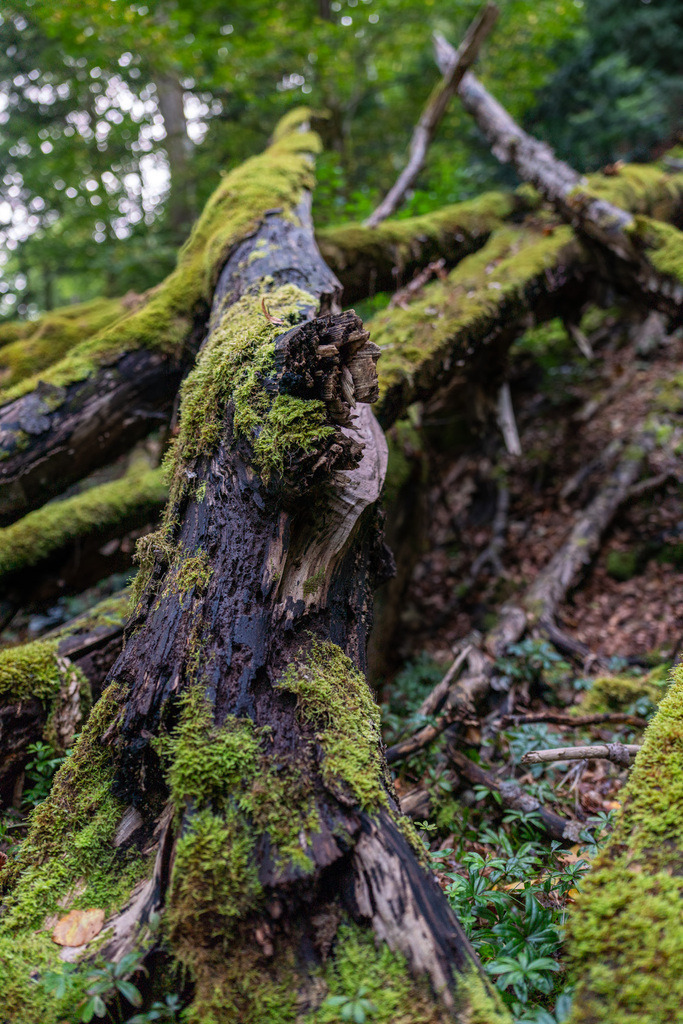 ZD250916092659-2-HDR | Fotoshop von zweidimensional Fotografie. Ihr Fotograf im Aargau. Abzüge von Ihrem Fotobox Event bestellen.Abzüge von Ihrem Hochzeit bestellen.Abzüge von Ihrem Schulfotograf bestellen.