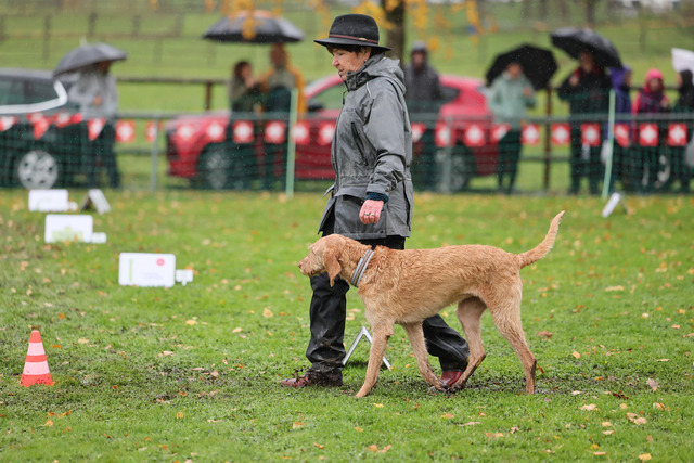 2025_Rally_Obedience_SM-232 | Ich fotografiere Hundeausstellungen, Sportanlässe, Zuchtstätten, Hundezucht, Hundeportrait, Lagotto - Realisiert mit Pictrs.com