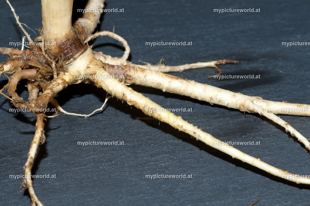 Wald-Engelwurz-011 | Das Bilderarchiv über Tiere, Planzen und Landschaften. In der Bilddatenbank finden Sie ein große Auswahl an hochwertigen Bilder für Ihre Werbung - Realisiert mit Pictrs.com