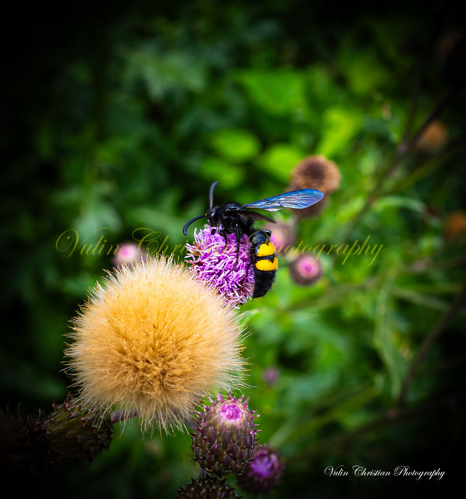 Macro 19 | Christian Vulin  - Realisiert mit Pictrs.com