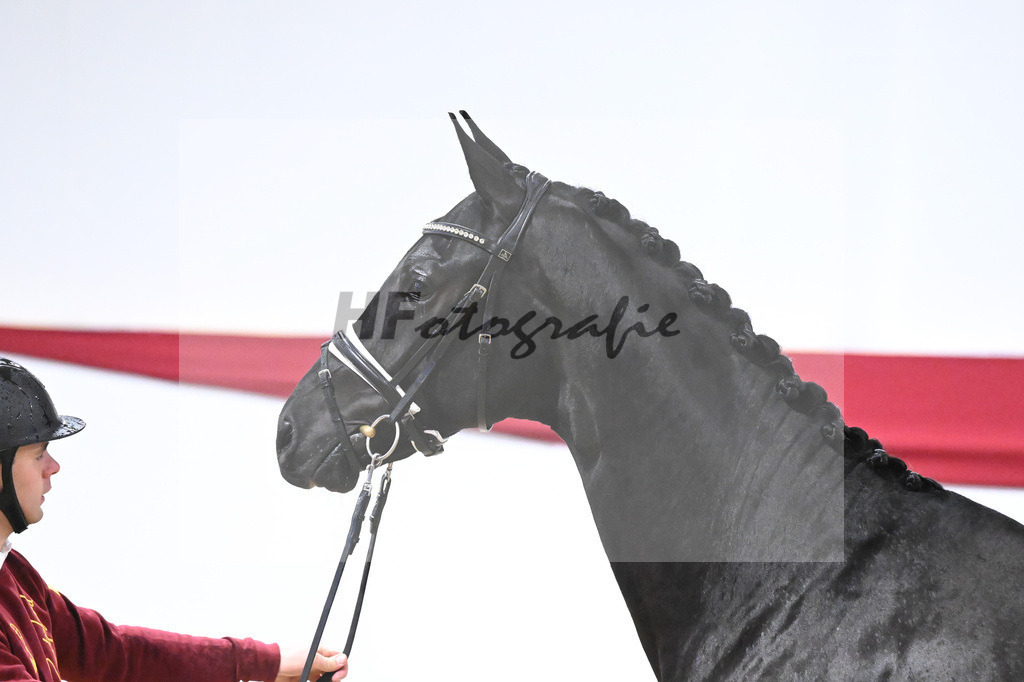 Kat-Nr. 13 v. Zackerey_Blue Hors_63220288 | hf-fotografie - Realizzato con Pictrs.com