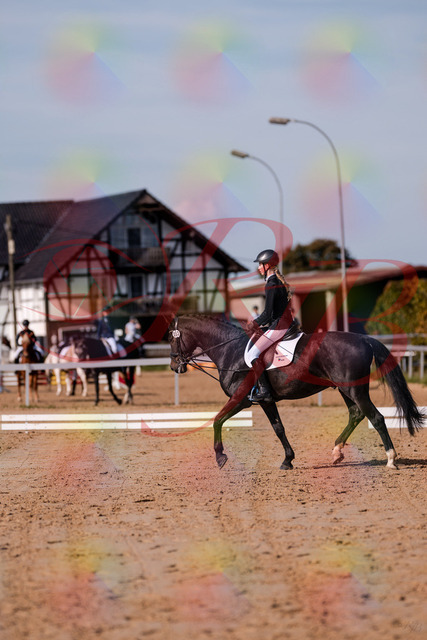 2026_10_03_Siefer-Hof_115442_Z81_94231565 | Professionelle Reitsport-, Turnier- und Eventfotografie von Robert Broda. Galerien mit ausgewählten und bearbeiteten Bildern direkt online ansehen und bestellen.