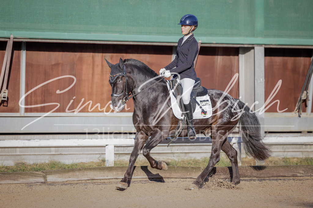 20250906-_3LI2818 | Tierfotografie Pferde, Hunde, Katzen, Haustiere.
Turnierfotografie Reitturniere, Reiten, Springreiten, Dressur in Hanau, dem Main-Kinzig-Kreis und dem Rhein-Main- Gebiet um Frankfurt