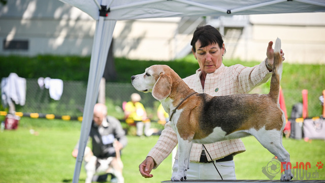 Beagle Club Schweiz  | Beagle Club Schweiz, 45 Jahre in Menziken 2025 Foto: Leo Wyden