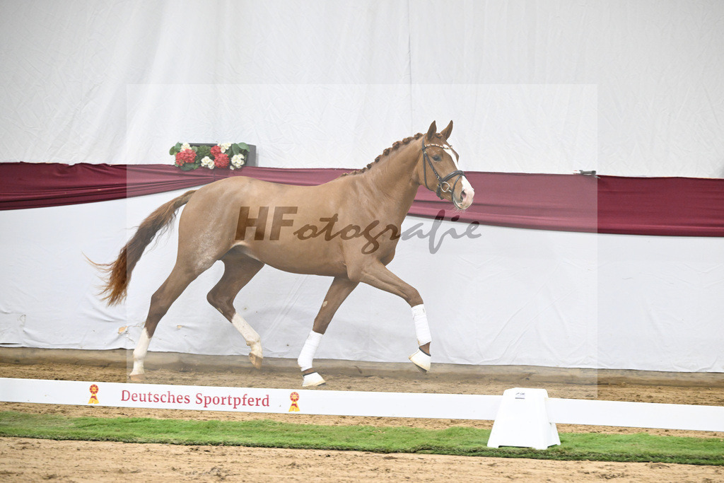 Kat-Nr. 36 San to Alati x Estobar NRW_Stefan Holtwiesche_47251265 | hf-fotografie - Realisiert mit Pictrs.com