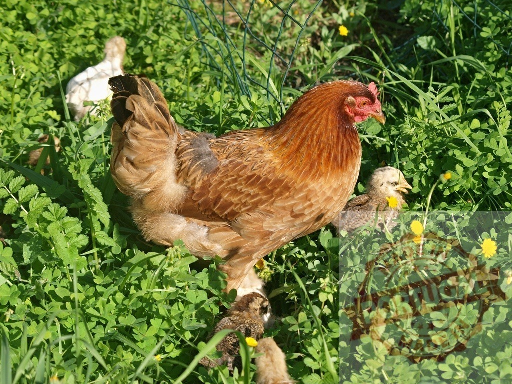 Mother hen protecting chicks outdoors on green grass | Hen with her baby chicks walking in lush green grass with small yellow flowers - Realized with Pictrs.com