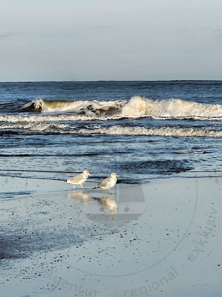 Nordsee Momente pur Nordseeküste Naturaufnahmen  | Nordsee in all ihrer Natürlichkeit  - Realisiert mit Pictrs.com