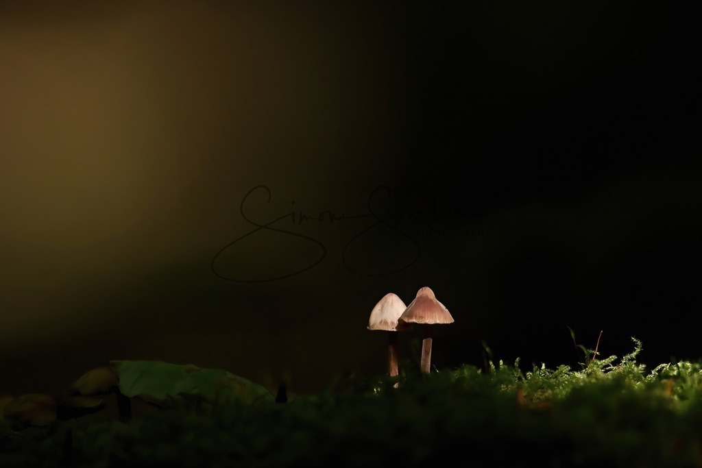Pilzchen Duo | Simone Sperber, svb-photography,Fotografin,Bilddesignerin,Naturfotografie,Macrofotografie,Tierfotografie,Wildtierfotografie,Ausstellungen,Auftragsfotografie,Kunst,Art,Photographer,Shootings,Bildberatbeitung,Galerie,Shop