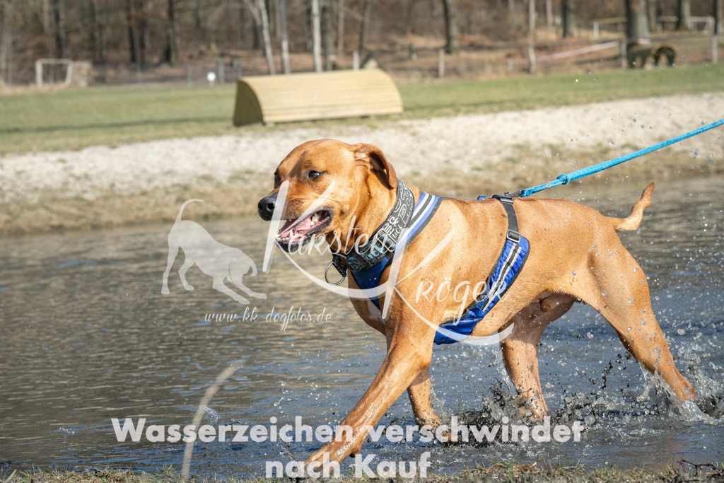 1342_ZZ97958 | kk-dogfotos