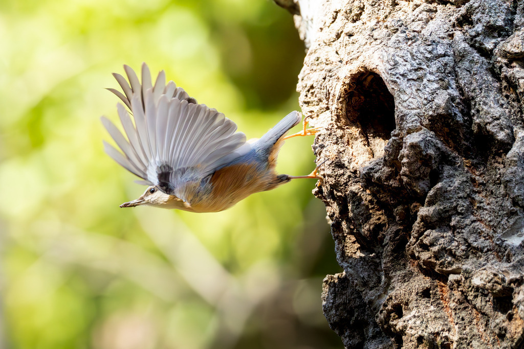 Der Kleiber | Der Kleiber (Sitta europaea), volkstümlich manchmal auch als Spechtmeise bezeichnet, ist ein kleiner, aber bemerkenswerter Singvogel aus der Familie der Kleiber. Er ist der einzige Vogel in Europa, der die Fähigkeit besitzt, kopfüber einen Baumstamm hinunterzulaufen – ein Merkmal, das ihn von Spechten und Baumläufern unterscheidet, die sich beim Klettern am Schwanz abstützen oder nur aufwärtsbewegen können. Diese einzigartige Klettertechnik ermöglicht es ihm, Nahrung in Spalten zu erreichen, die für andere Vögel unerreichbar sind. - Realisiert mit Pictrs.com