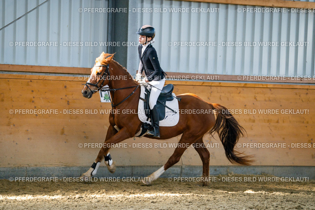 DSC01618 | Pferdegrafie