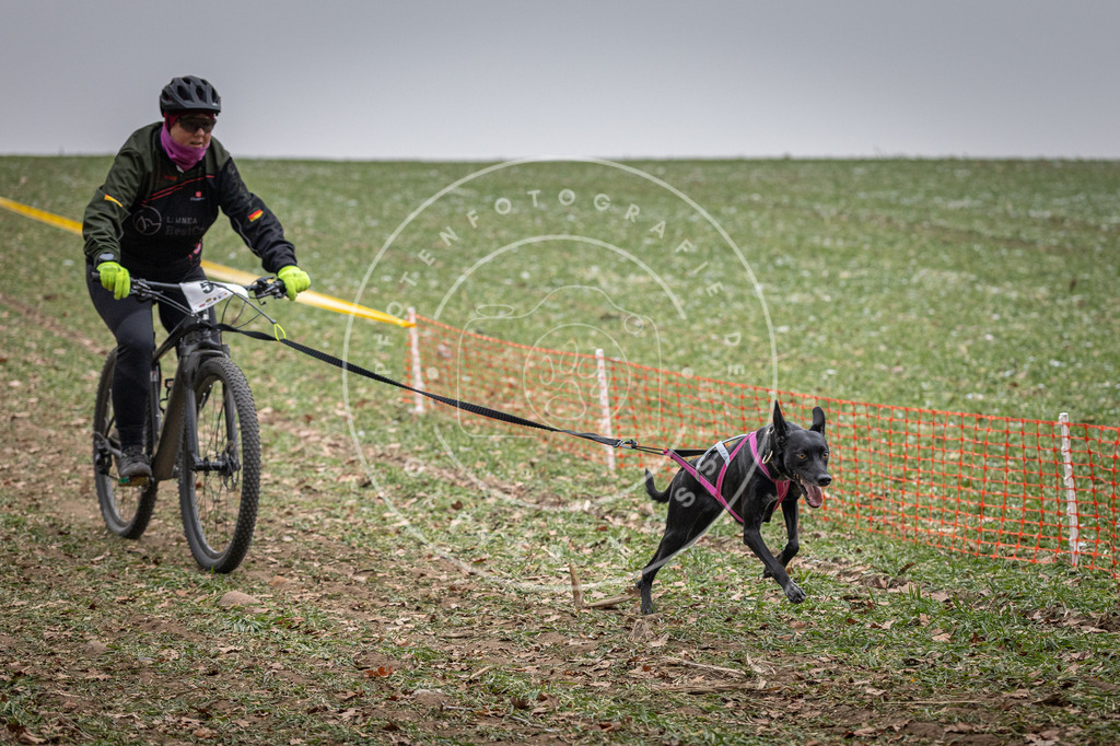 Pfotenfotografie_DV3A1641 | Hundefotografie, Tierfotograf, Pfotenfotografie, Fotoshooting Hund, Hunde Portrait, Hundesport, Hundeportraits, Heideshooting, Hunde, Sportfotograf, Hundefotograf, Turnierhundsport, THS,  - Realisiert mit Pictrs.com