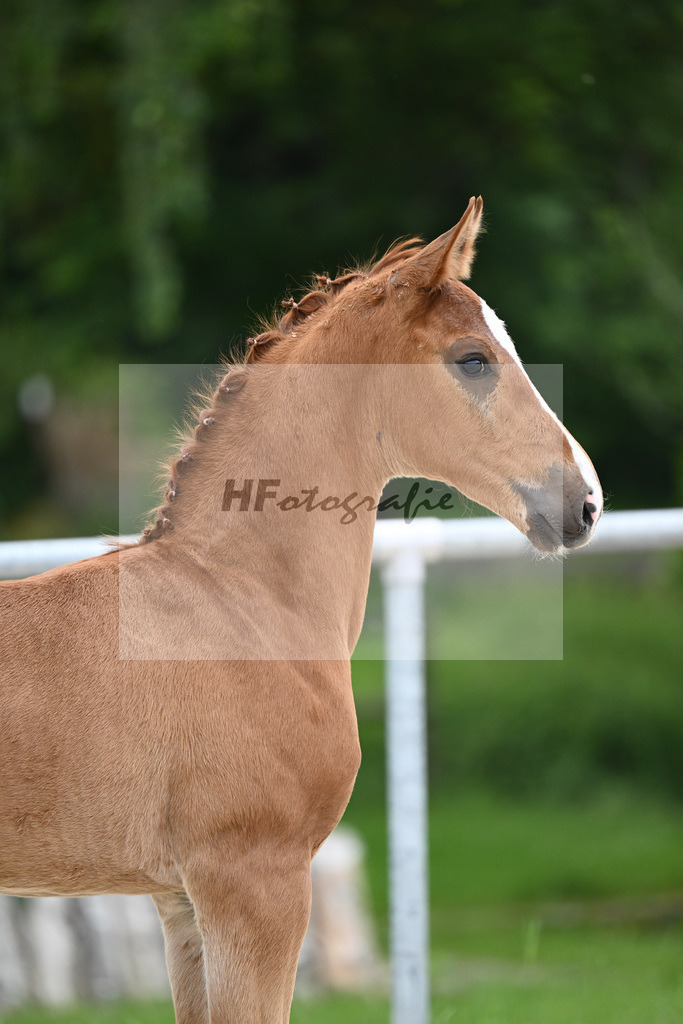 Vivaldos x Belissimo M_HF_Baier_20240228 | hf-fotografie - Realizzato con Pictrs.com