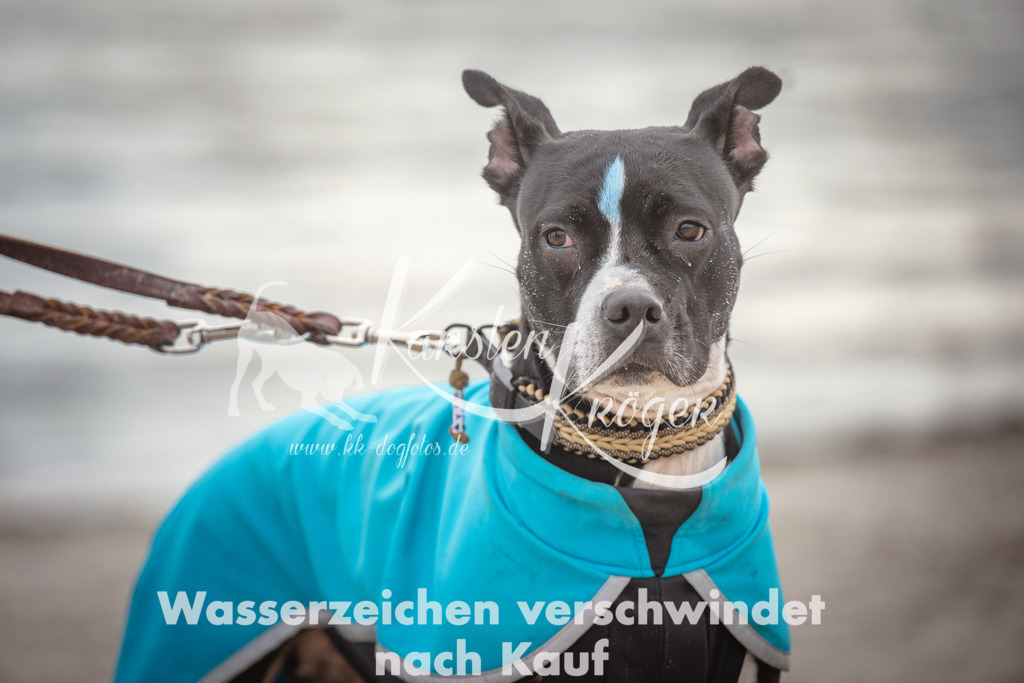 1148_ZZ91441 | kk-dogfotos