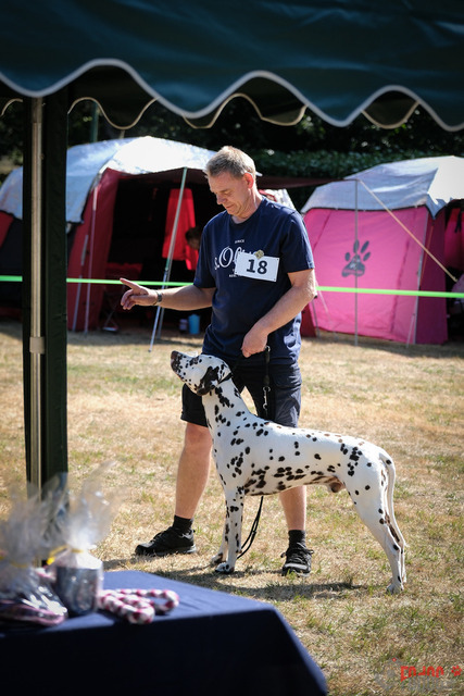 Dalmatiner DZGD CDF in Hilden | Dalmatiner, Regionalgruppenausstellung DZGD / CDF) in Hilden. Richterin Margrit Martegani.  in Hilden  04.09.2022 Foto: Leo Wyden