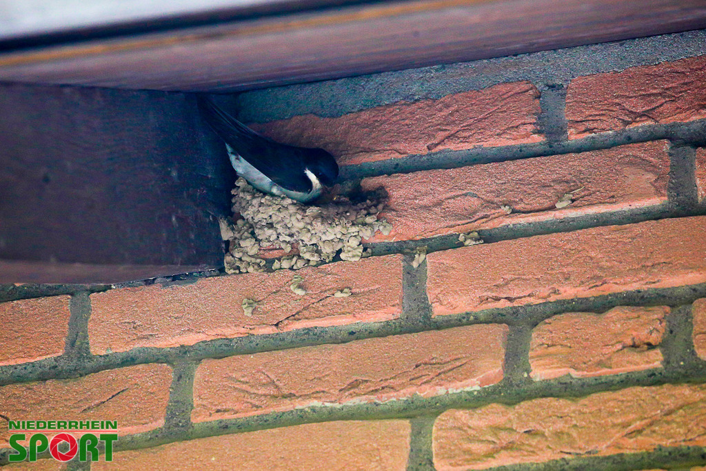 Mehlschwalben_bei_Otto11062025_025 | Bildergalerie von Sport-Ereignissen aber auch von weiteren spannenden Dingen - nicht nur vom Niederrhein. In Anlehnung an den bekannten Spruch von Hanns Dieter Hüsch heißt das Motto: "Niederrhein ist überall".  - Realisiert mit Pictrs.com