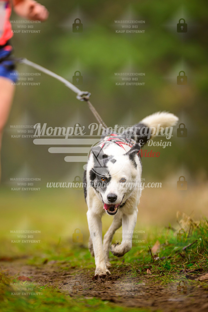 MompixPhotography_Bischwiller2025_Canicross-119 | mompixphotography