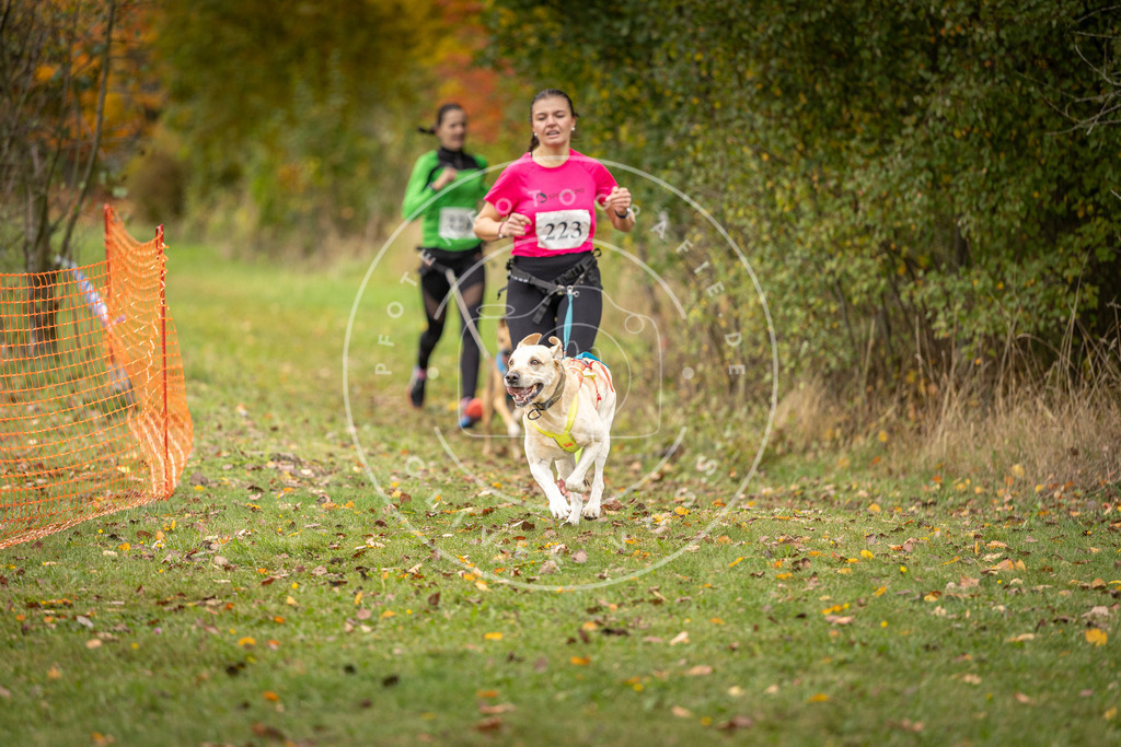 Pfotenfotografie_DV3A4572 | Hundefotografie, Tierfotograf, Pfotenfotografie, Fotoshooting Hund, Hunde Portrait, Hundesport, Hundeportraits, Heideshooting, Hunde, Sportfotograf, Hundefotograf, Turnierhundsport, THS,  - Realisiert mit Pictrs.com