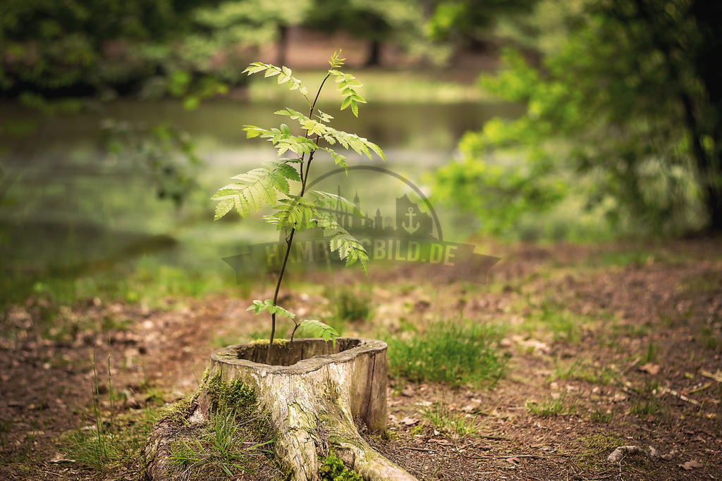 stativkunst-65 | Exklusive Hamburg collagen, tolle Segelbilder und viele weitere tolle Motive auf Leinwand, Poster, Alu-Dibond, u.v.m. findet Ihr bei uns auf hamburgbild.de. Findet Euer Wandbild für Euer Zuhause, Büro oder die  Praxis…. - Realisiert mit Pictrs.com