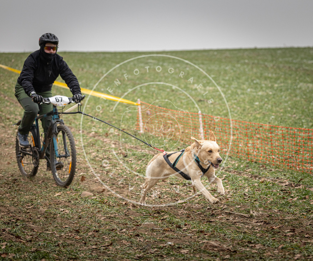 Pfotenfotografie_DV3A2962 | Hundefotografie, Tierfotograf, Pfotenfotografie, Fotoshooting Hund, Hunde Portrait, Hundesport, Hundeportraits, Heideshooting, Hunde, Sportfotograf, Hundefotograf, Turnierhundsport, THS,  - Realisiert mit Pictrs.com