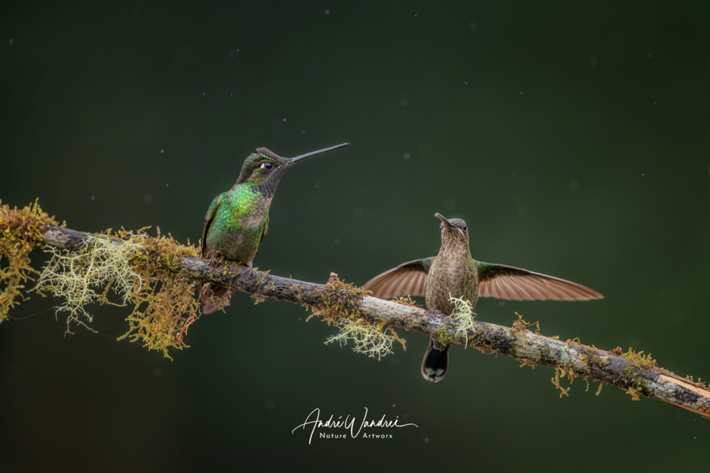 Winzige Wächter | Andre Wandrei - Nature Artworx - Realisiert mit Pictrs.com