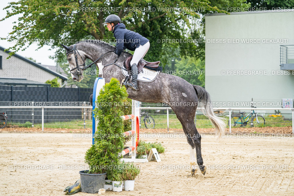 DSC01613 | Pferdegrafie