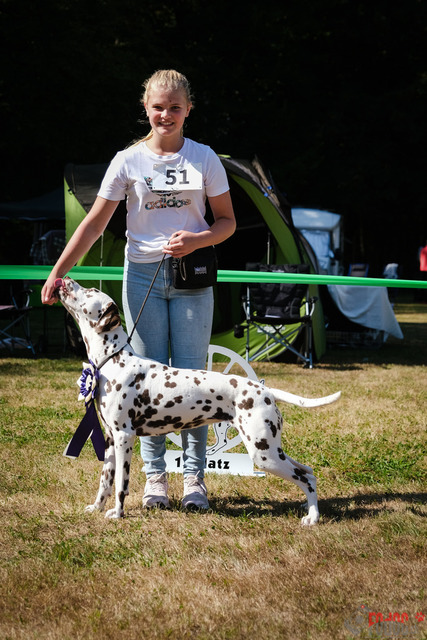 Dalmatiner DZGD CDF in Hilden | Dalmatiner, Regionalgruppenausstellung DZGD / CDF) in Hilden. Richterin Margrit Martegani.  in Hilden  04.09.2022 Foto: Leo Wyden