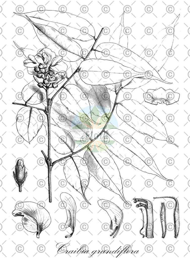 HistAbb_wfo-0000624526_1_ENZY_Simple | Historische Abbildung von Craibia grandiflora - Fabaceae | Historical Illustration of Craibia grandiflora - Fabaceae