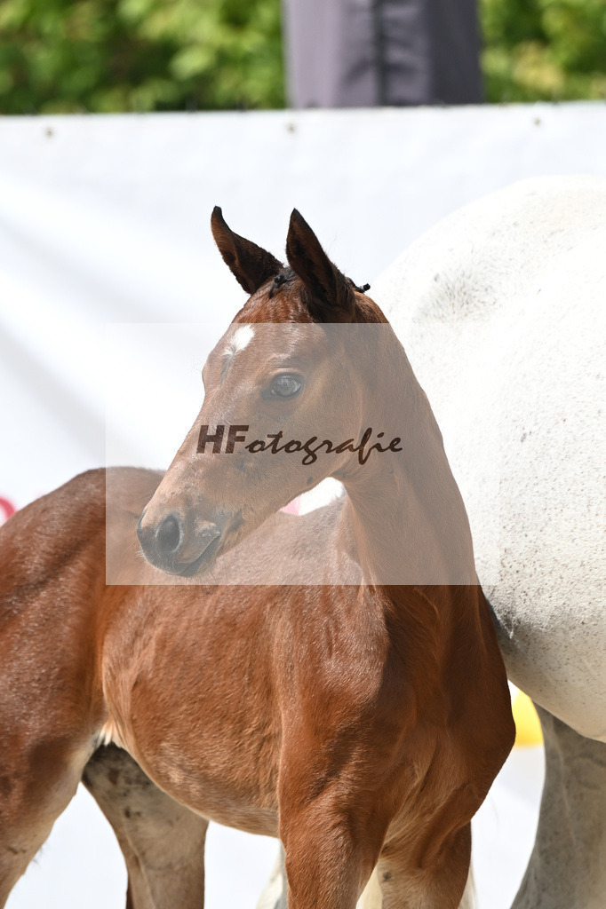 Charthago Blue x Corlensky G_SF_Schmidt_12250776 | hf-fotografie - Realisiert mit Pictrs.com