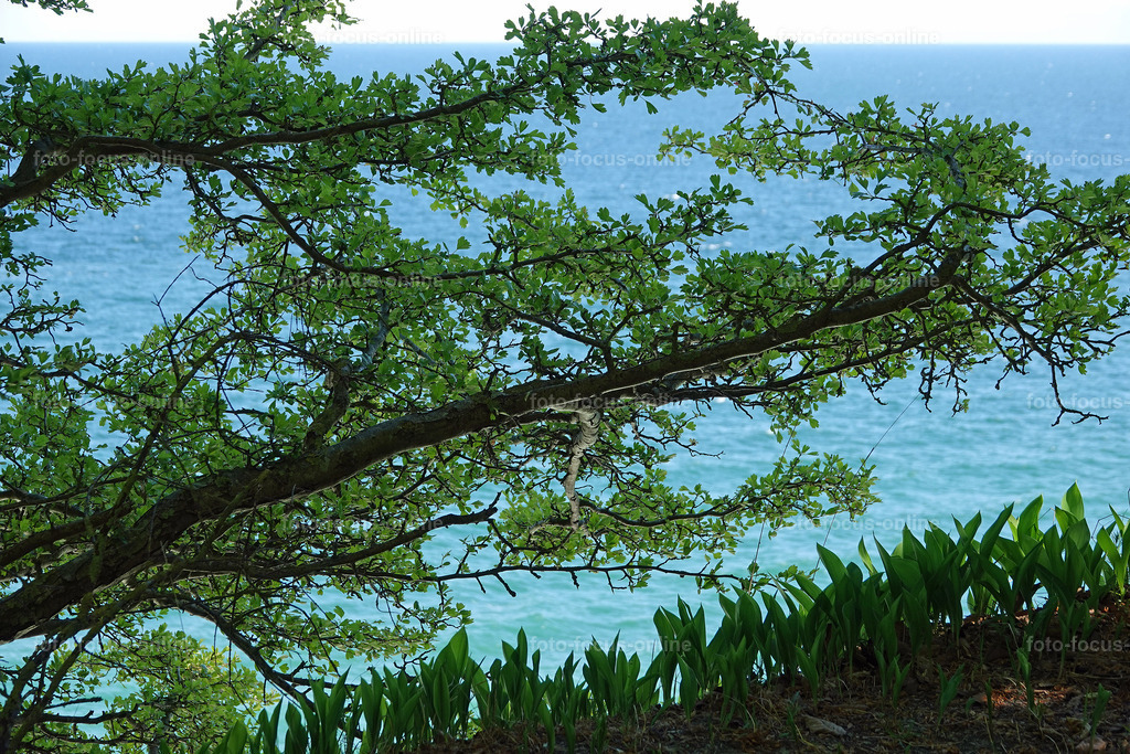 May forest on the coast | May forest on the coast
