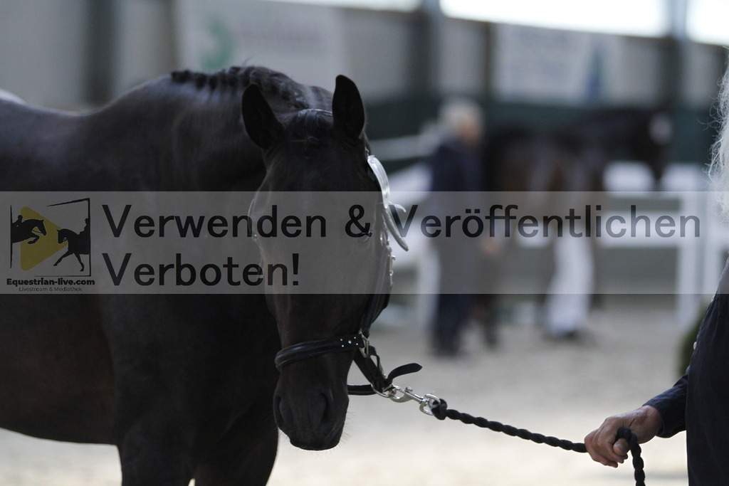 _MG_9969 | equestrian-live-com