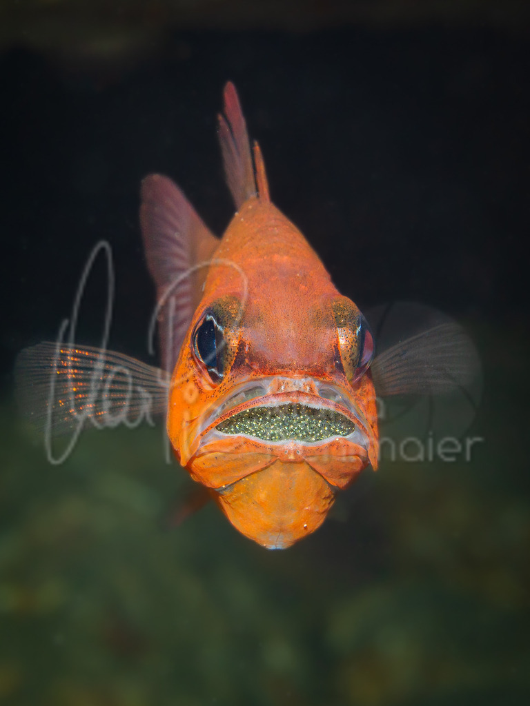 Apogon imberbis | Mouth-breeder: Cardinal fish / Salmonete real / Meerbarbenkönig - Realisiert mit Pictrs.com