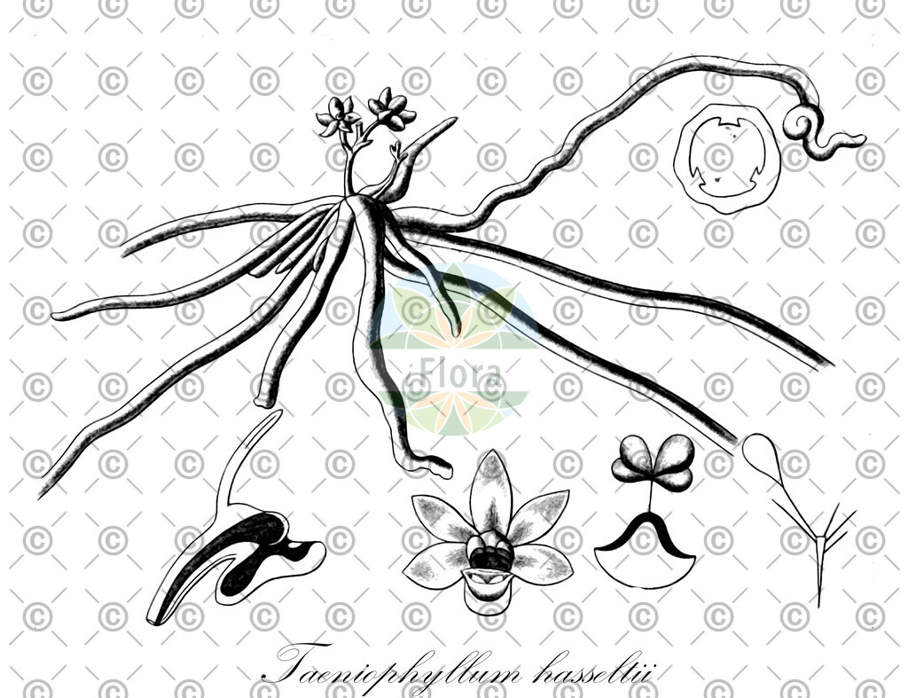 HistAbb_wfo-0000009860_1_ENZY_Simple | Historische Abbildung von Taeniophyllum hasseltii - Orchidaceae | Historical Illustration of Taeniophyllum hasseltii - Orchidaceae