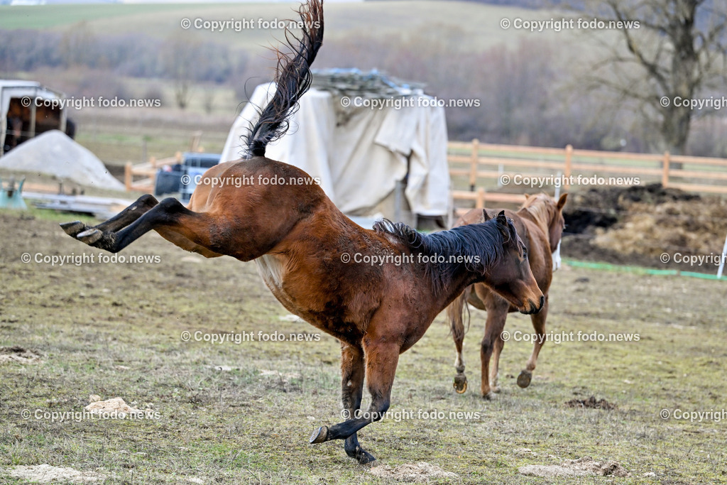 Pferde_ 29.12.2024-16 | 29.12.2024, Rajec, SVK, Themenbild, Pferde, im Bild Pferd, Pferde, Stute, Hengst, Fohlen, Quarter Horse, Ranch, Weide, Hof, Wiese, Stall, Nutztier, Tier