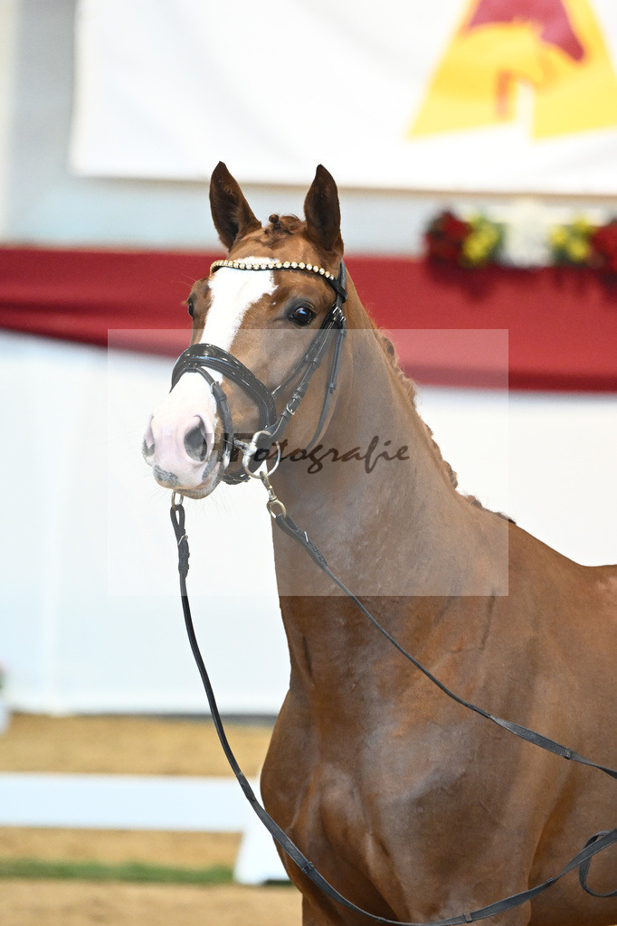 Kat-Nr. 5 Benicio x Florencio I_Lechl_43231611 | hf-fotografie - Realisiert mit Pictrs.com