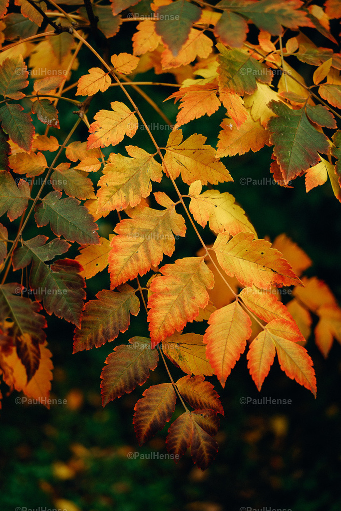 20221020_PaulHense_S0038_DSC00115 | paulhense - Realisiert mit Pictrs.com