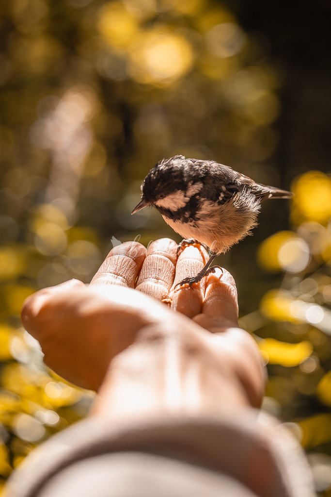 _01A5595 | Sportbilder, Sportfotograf, Hochzeits- und Eventfotografin, Flugshows, Portraits und Tiershooting, Aviation, Downhill, Nationalleague, Swissleague, International