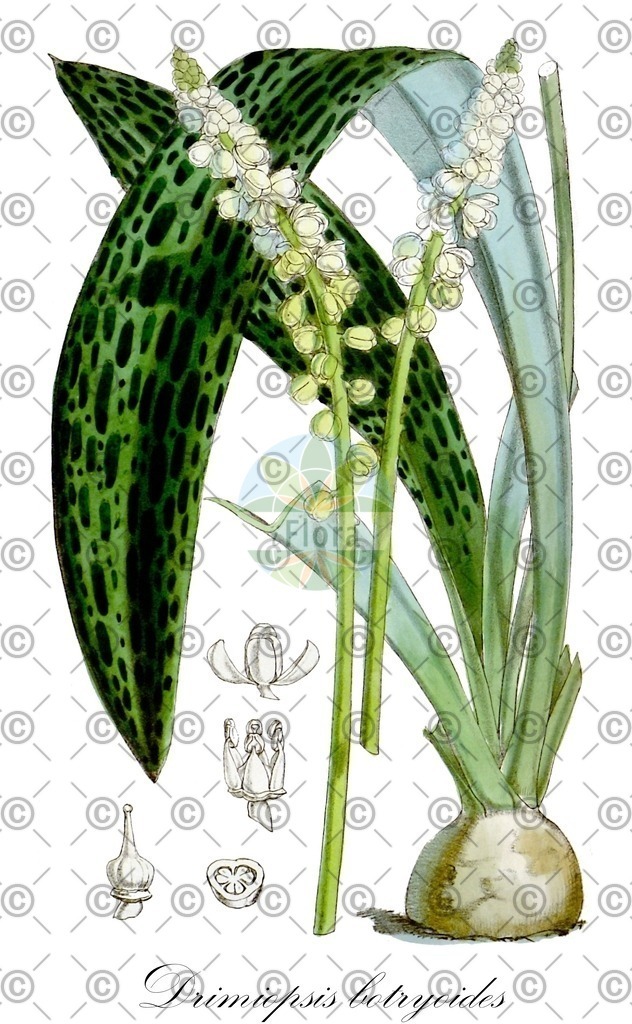 HistAbb_wfo-0000945801_1_ENZY_Simple | Historische Abbildung von Drimiopsis botryoides - Asparagaceae | Historical Illustration of Drimiopsis botryoides - Asparagaceae