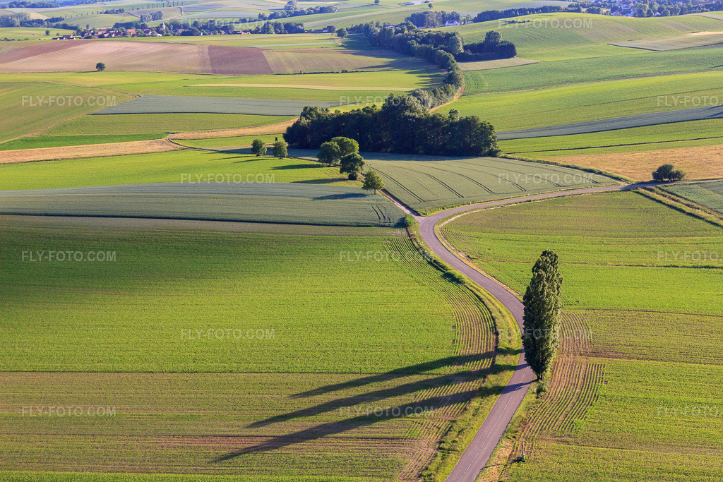 Aerial view: Poplars between fields in Oberlauterbach in the state Bas-Rhin, France.Photo: IMG_66632.jpg taken on 06/05/2014 by Werner Riehm/FLY-FOTO.comResolution of the original: 4752 x 3168 px