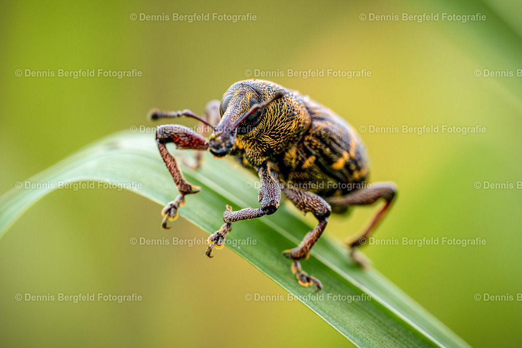 Rüsselkäfer 3 | Entdecken Sie Natur, Makro und Tierfotografie von Dennis Bergfeld.Besondere Momente und Details der Natur, hochwertig als Foto und Wandbild erhältlich. - Realisiert mit Pictrs.com