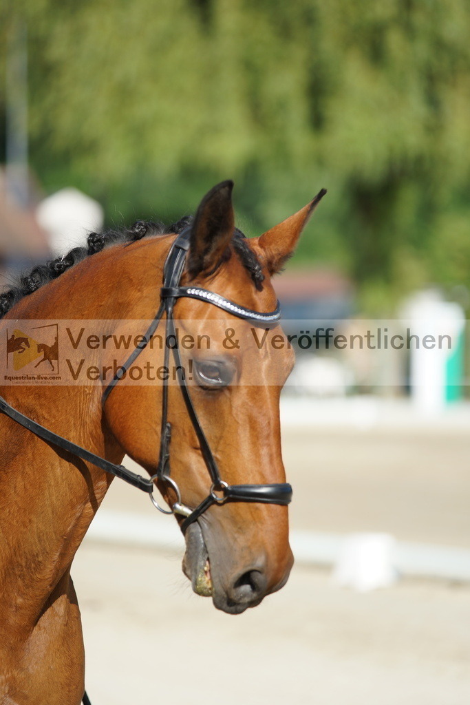 DSC04053 | equestrian-live-com