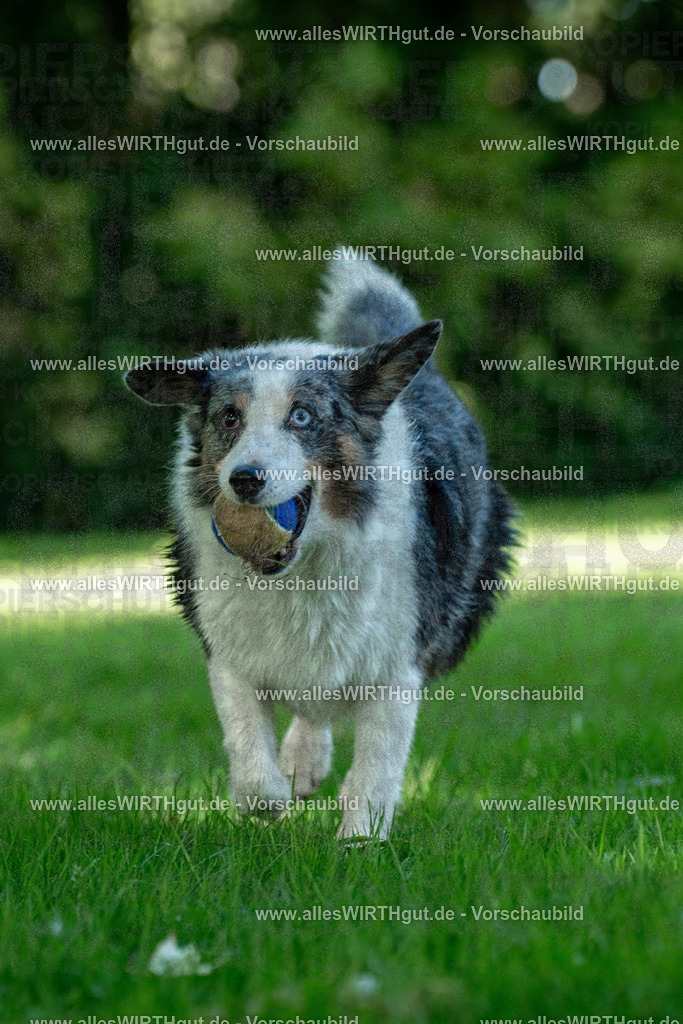Hundeschwimmen_Volksbad_2026-allesWIRTHgut_Tierfotografie-2609061327-7R500831 | Professionelle Tierfotografie in Mönchengladbach von Daniel Wirth (allesWIRTHgut). Liebevolle & natürliche Bilder von Hunden & Katzen für unvergessliche Erinnerungen.