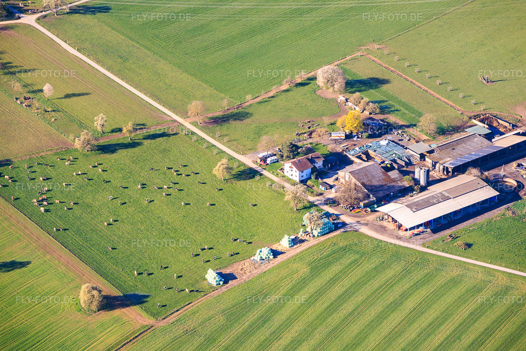 Luftbild: Milchhof Knodel mit Kuhweide im Ortsteil Langensteinbach in Karlsbad im Bundesland Baden-Württemberg in Deutschland. Foto: IMG_154135.jpg vom 02.04.2026 durch Werner Riehm/FLY-FOTO.deAuflösung des Originals: 6000 x 4000 pxHier entsteht eine neue