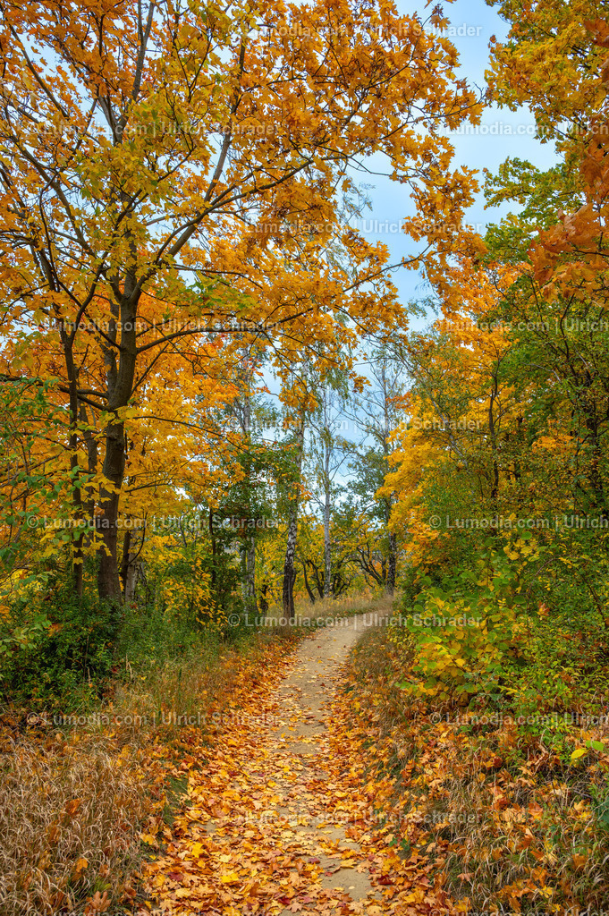 10049-13703 - Herbst in den Spiegelsbergen | Stockfoto und Bilderpool mit Bildmaterial aus Deutschland, dem Harz, Halberstadt, Quedlinburg, Wernigerode und weltweit. Qualitativ hochwertige und professionelle Fotos anschauen und kaufen. - Realisiert mit Pictrs.com