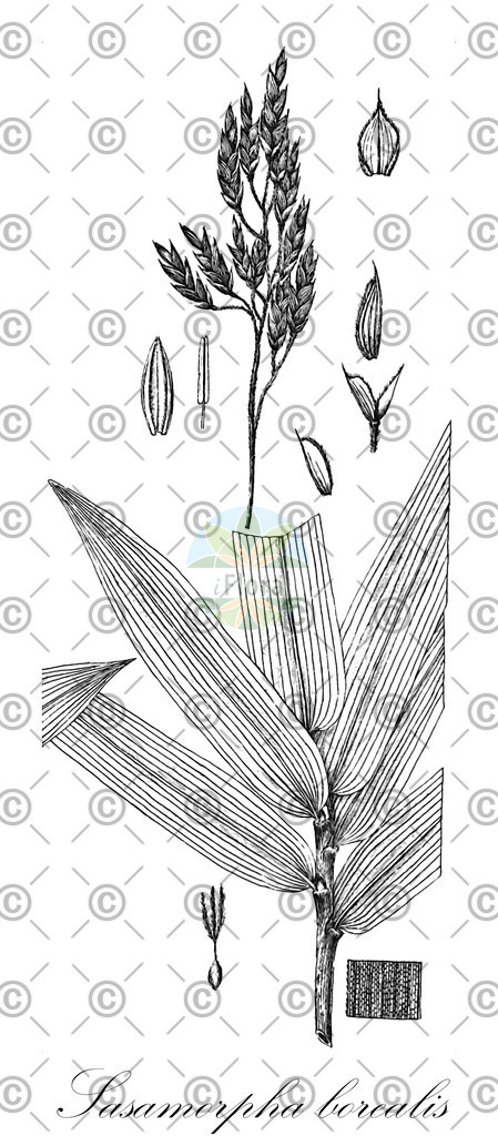 HistAbb_EMP_3605_6_FloraD_Simple | Historische Abbildung von Sasamorpha borealis - Poaceae | Historical Illustration of Sasamorpha borealis - Poaceae