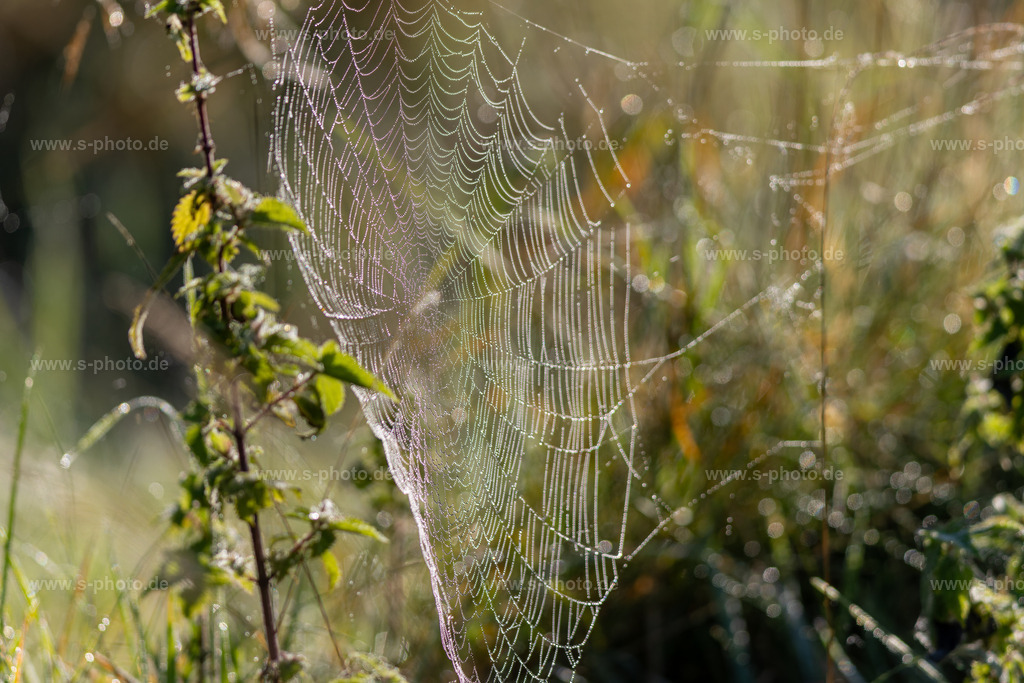 Spinnennetz im Morgentau | Morgentau auf der Wiese, mitten darin ein wunderschönes Spinnennetz - Realisiert mit Pictrs.com