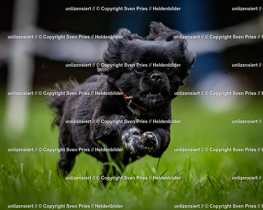 Sven Pries | 2024-10-19 - Hunderennen Ober-Grombach - Realisiert mit Pictrs.com