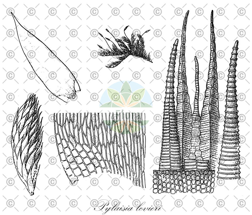 HistAbb_wfo-0001014297_1_ENZY_Simple | Historische Abbildung von Pylaisia levieri - Pylaisiaceae | Historical Illustration of Pylaisia levieri - Pylaisiaceae